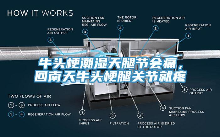 牛頭梗潮濕天腿節(jié)會(huì)痛，回南天牛頭梗腿關(guān)節(jié)就疼